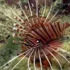 Spotfin lionfish in Caribbean waters