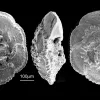 Globotruncana falsostuarti -- a foram that lived about 75 million years ago, during the Cretaceous Period.