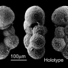Hedbergella sliteri - this specific specimen is the &quot;holotype&quot; for this species. That means it is the reference point for what all members of the species should look like.