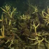 These corals are dead—smothered in sediments and overgrown with algae.