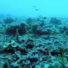 Algae has overtaken this coral reef off heavily populated Kiritimati, or Christmas Island.