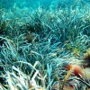 The Ibiza, Biodiversity and Culture site in Spain was inscribed on the World Heritage List in 1999. The site's dense prairies of Posidonia oceanica, an important (and highly productive) endemic sea grass, provide coastal protection from storms, food and ha