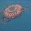 This deep-sea jellyfish was caught on film by an ROV east of Izu-Oshina Island, Japan.