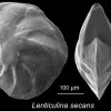 Lenticulina secans-- this “benthic” foram lives on the seafloor. This specimen was collected from southeastern Tanzania.
