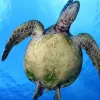 The Papahanaumokuakea site in the United States was inscribed on the World Heritage List in 2010. The site is a vast isolated cluster of small low-lying islands and atolls surrounded by ocean that provides safe habitat for endangered species like the green