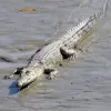 A crocodile sits in water at Sundarbans National Park in India. 