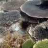 The coral reefs of Ujung Kulon National Park in Indonesia, a World Heritage site, are dominated by a small number of coral species and support some of the richest fish fauna in the Indonesian archipelago.
