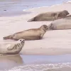 The Wadden Sea site in Germany and the Netherlands was inscribed on the World Heritage List in 2009. It hosts marine mammals, including the harbor seal Phoca vitulina,&nbsp;pictured here.