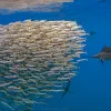 This bait ball shows how small fish can react when larger predators are near, gathering tightly together in a ball-like formation that exposes the least number of fish.