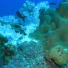 These bleached corals in the Gulf of Mexico are the result of increased water temperatures.