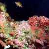 Rockfish, anemones and other invertebrates inhabit this deep-sea coral reef in Cordell Bank National Marine Sanctuary. 