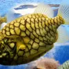 No glue and glitter needed here! The pinecone fish (Monocentris japonicus) looks like the real thing on land—covered in large scales with a dark trim. They are found lurking in caves and under ledges in the Indian and Western Pacific Oceans, and are a po