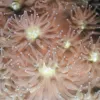 Flower-like clusters of pink polyps make up this coral colony.