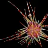 a colorful sea urchin with red and white striped spikes