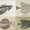 four illustrations of the flying fish