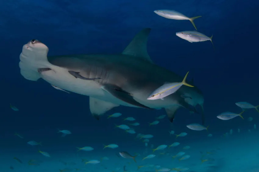 Great hammerhead in Bimini, Bahamas.