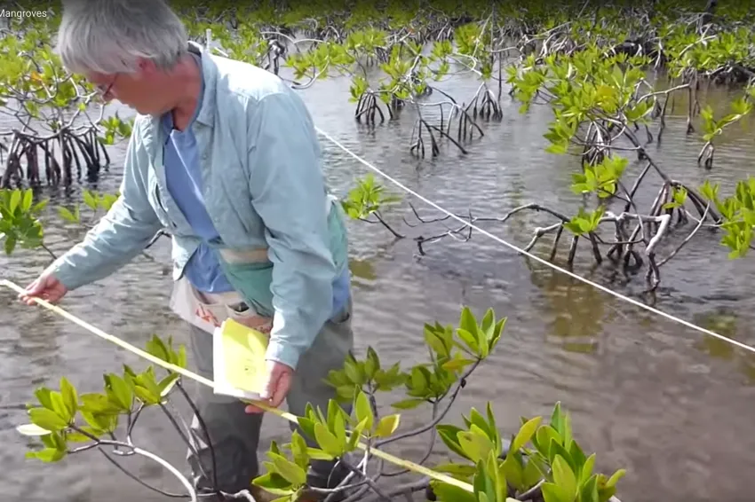 Dr. Candy Feller, Senior Scientist at the Smithsonian Environmental Research Center underscores the challenges facing mangroves, along with reasons for hope.&nbsp;
