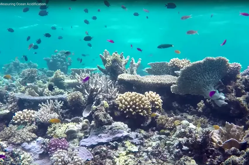 Harmful effects of ocean acidification are especially noticeable in near-shore environments where ocean life is highly concentrated. Thankfully&nbsp;newer, more cost-effective technology has allowed scientists to double down on monitoring efforts along sho