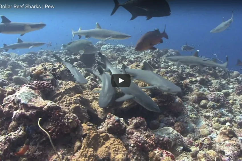 Coral reef with many different fish and sharks.