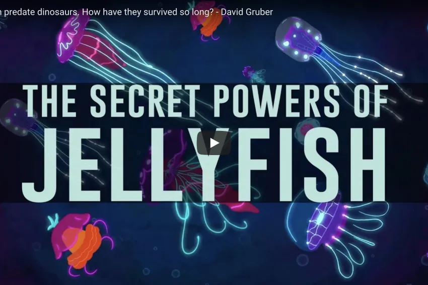 Very colorful array of jellyfish.