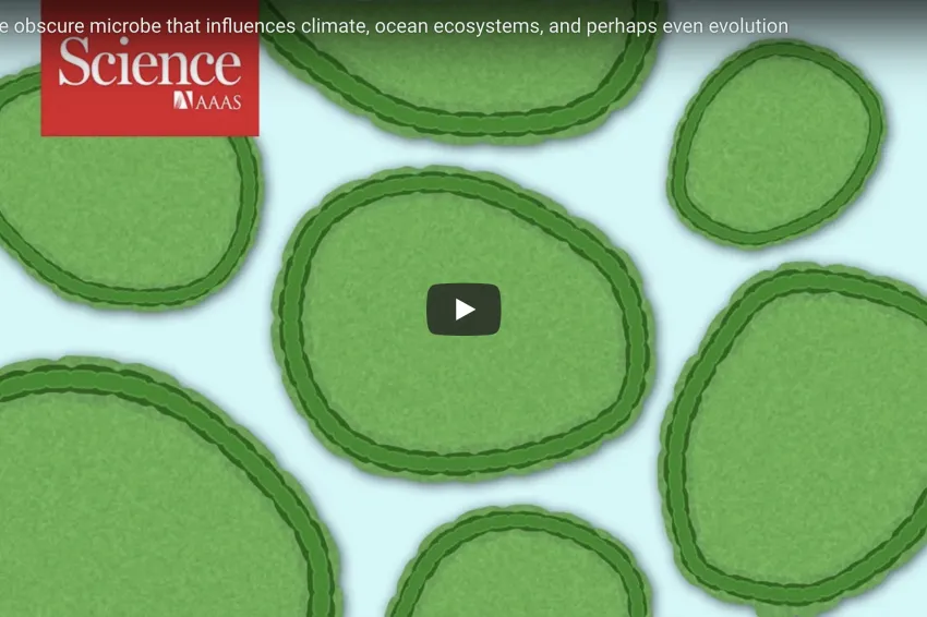 One of the&nbsp;most impressive photosynthesizers is a cyanobacterium called Prochlorococcus. It is estimated to be more abundant than any other photosynthesizer on the planet, and to be responsible for producing 20 percent of the oxygen in the atmosphere.