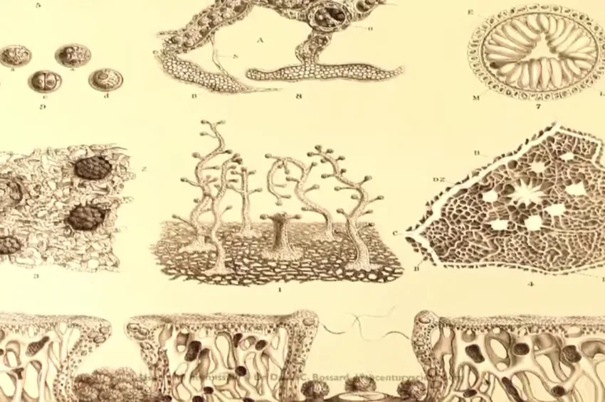 A screenshot from video showing illustrations of ancient coral reefs. 