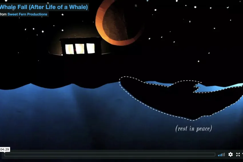 A screenshot from the video showing illustration of a whale at the surface of water at night. 