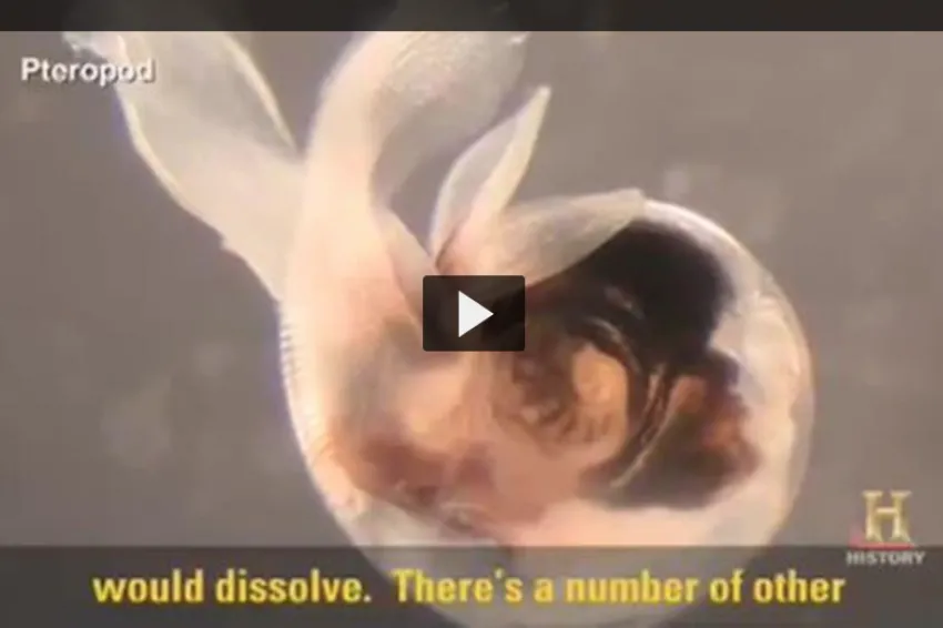 Screenshot from video about ocean acidification showing a pteropod animal. 