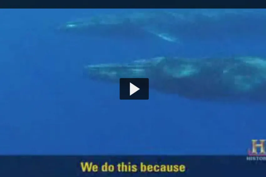 Screenshot from "The Whale Acoustic Lab" video showing the side view of a whale underwater. 
