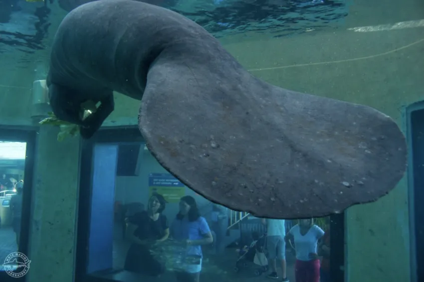 Photo of backside of manatee in an aquarium tank. 