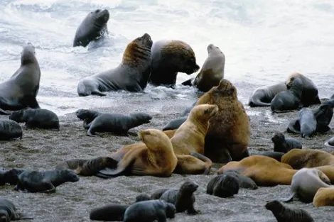 The Peninsula Valdes in Argentina was inscribed on the World Heritage List in 1999. The site is home to important breeding populations of the endangered southern right whale (Eubalaena australis), southern elephant seal (Mirounga leonina), and southern sea