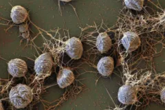 A scanning electron micrograph of hyperthermophilic archaea.