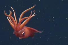 a squid