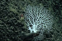 a deep sea coral