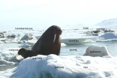 A walrus sits on top of ice. 