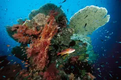 A variety of organisms make their home on this tropical coral reef in Indonesia.