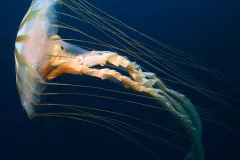 Chrysaora melanaster is a jellyfish found in the Arctic.