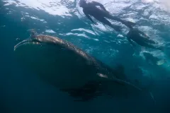 A whale shark swims with a diver off the coast of East Africa.