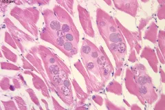 A zoomed in photograph of dyed animal cells.
