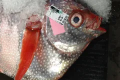 An opah at the Honolulu Fish Auction with a printed label attached that includes an ID number, bar code, the date, the receiver's ID number, the cart number, species name, vessel name, and weight of the fish.