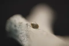 A shark tooth embedded in a bone