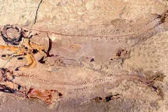 A fossil of the ancient shark Falcatus falcatus