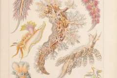 Illustration of colorful nudibranchs from Ernst Haeckel. 