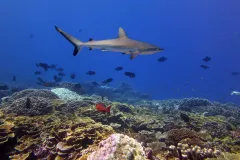 Grey reef sharks are among the most versatile and tough predators on a Pacific coral reef, but they are also among the most vulnerable species, as they are threatened by wasteful fishing practices like shark finning.