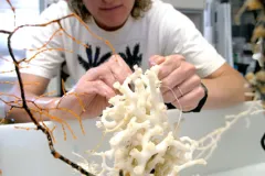 Scientist Martha Nizinski examines a sample of the deep-sea coral Lophelia pertusa, collected 600-m (1,969-ft) deep off the coast of the southeastern United States.
