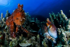 Two octopuses sitting underwater highlight the different textures the animals can take on. 