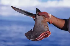 Freshly cut dorsal fin from a scalloped hammerhead shark held by fisherman with knife.