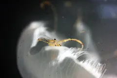 Jellyfish produce mucus, especially when stressed, which can interact with oil and break it down. This moon jellyfish is sloughing off mucus that has mixed with droplets of oil.