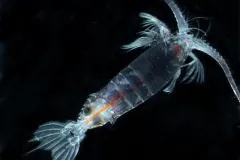 This copepod (Gaussia princeps) was collected deeper than 1000 meters in the Sargasso Sea by Census of Marine Zooplankton (CMarZ) researchers in April 2006.