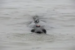 an elephant seal with a tracker